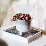 Mojave Grey Glaze Mini Planter